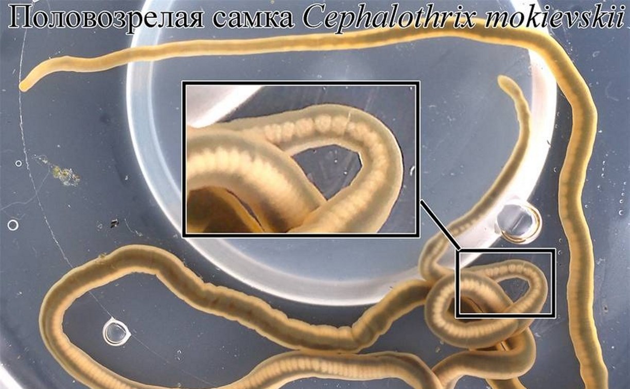 У берегов Сахалина обнаружили источник одного из самых сильных ядов в мире