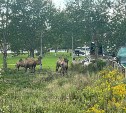 На лужайке в Южно-Сахалинске мирно пасутся верблюды