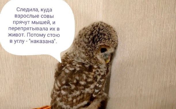Совёнка Пельмешку отбили от стаи собак на Сахалине