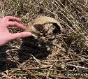 Жительницы Углегорска нашли на кладбище человеческий череп