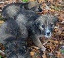 В лесу на юге Сахалина от голода и холода умирают 25 щенков