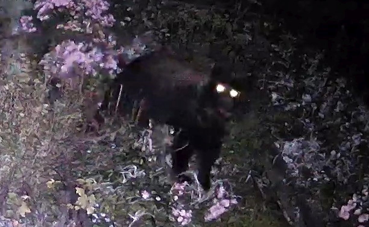 Медведь-полуночник на Сахалине заглянул в камеру видеонаблюдения