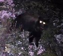 Медведь-полуночник на Сахалине заглянул в камеру видеонаблюдения
