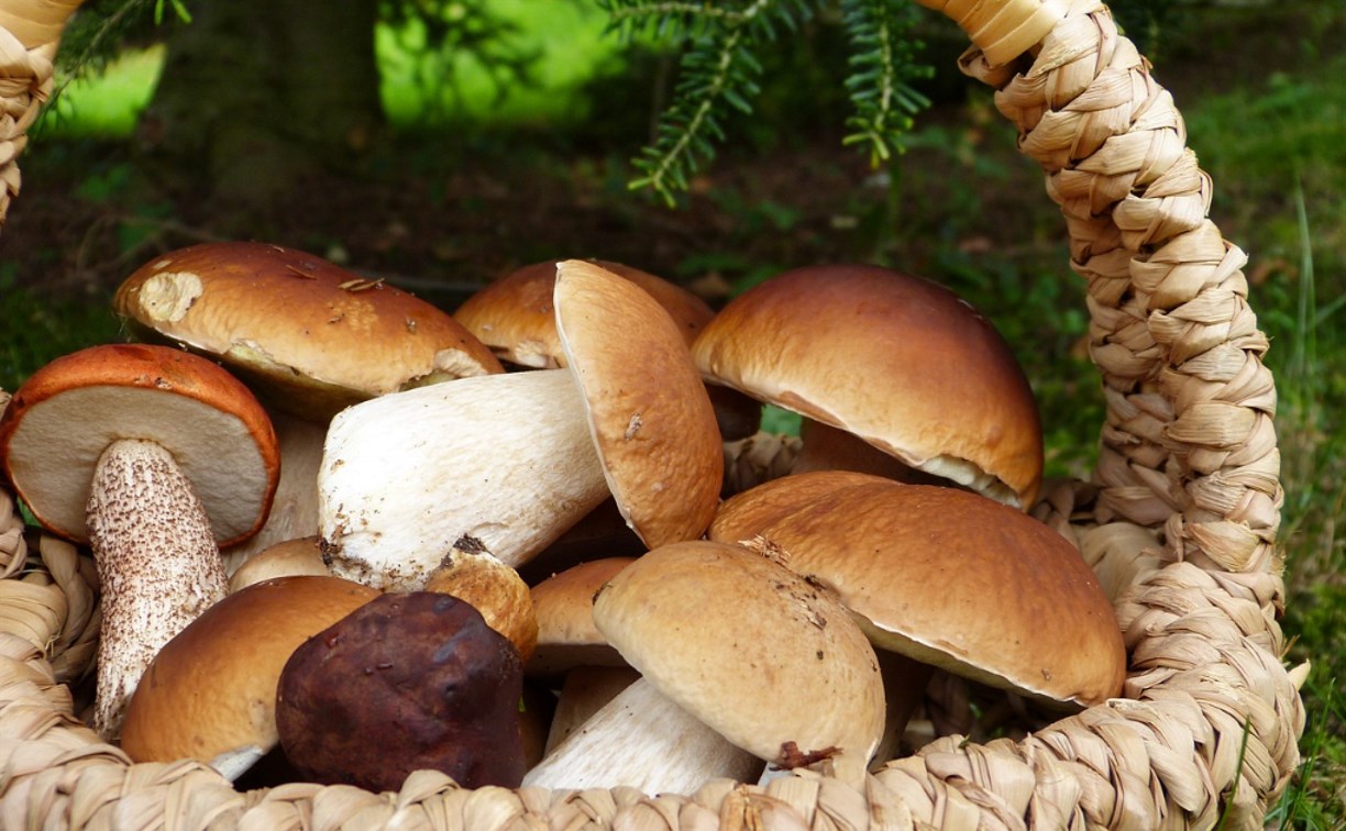 За сбор или порчу некоторых грибов на Сахалине грозит штраф и уголовная ответственность до 9 лет