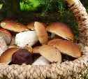 За сбор или порчу некоторых грибов на Сахалине грозит штраф и уголовная ответственность до 9 лет
