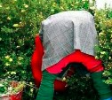 Поставила точку в споре: пенсионерку оштрафовали за показанные соседке по даче ягодицы