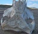 Сахалинка нашла на берегу моря огромные кости неопознанного животного