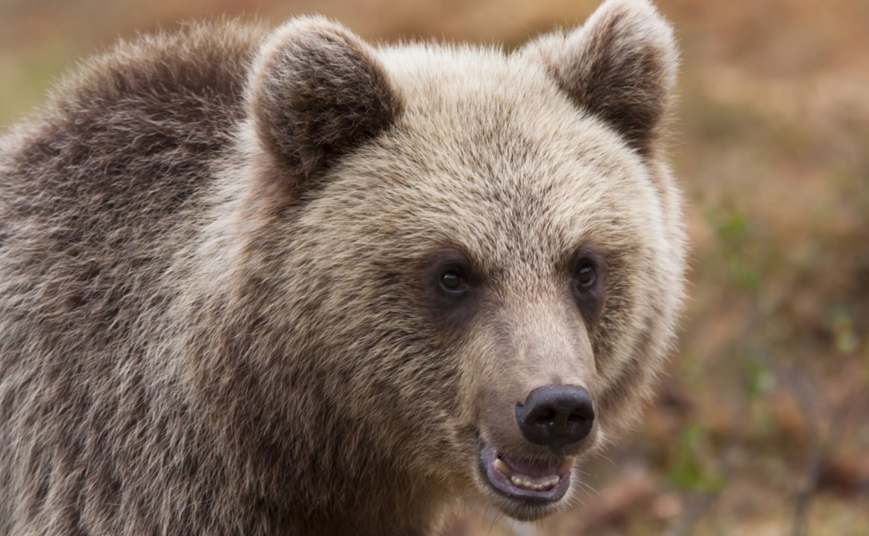 "Медведь небольшой, килограммов 150": стали известны подробности гибели мужчины на Курилах