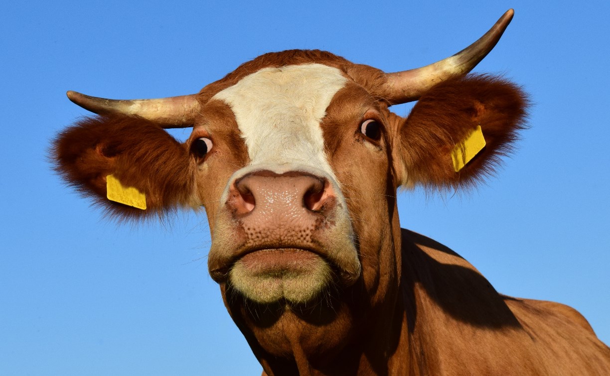 "Я не я, корова не моя": сахалинец, сбивший скотину, не смог компенсировать ущерб за разбитое авто