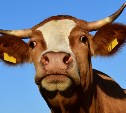 "Я не я, корова не моя": сахалинец, сбивший скотину, не смог компенсировать ущерб за разбитое авто