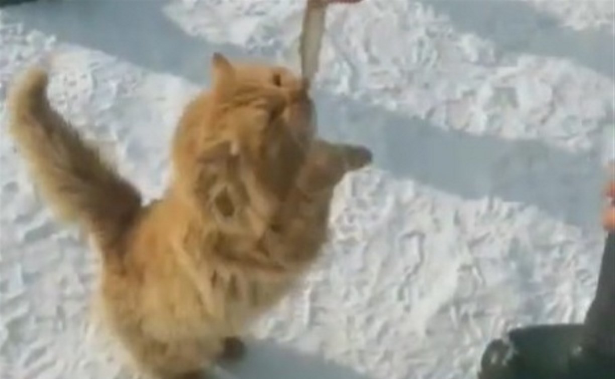 Кот в пушистой рыжей шубе разводит сахалинских рыбаков на корюшку и наважку