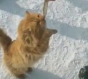 Кот в пушистой рыжей шубе разводит сахалинских рыбаков на корюшку и наважку