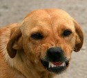 Количество жалоб на бродячих собак выросло вдвое: куда обращаться южносахалинцам 