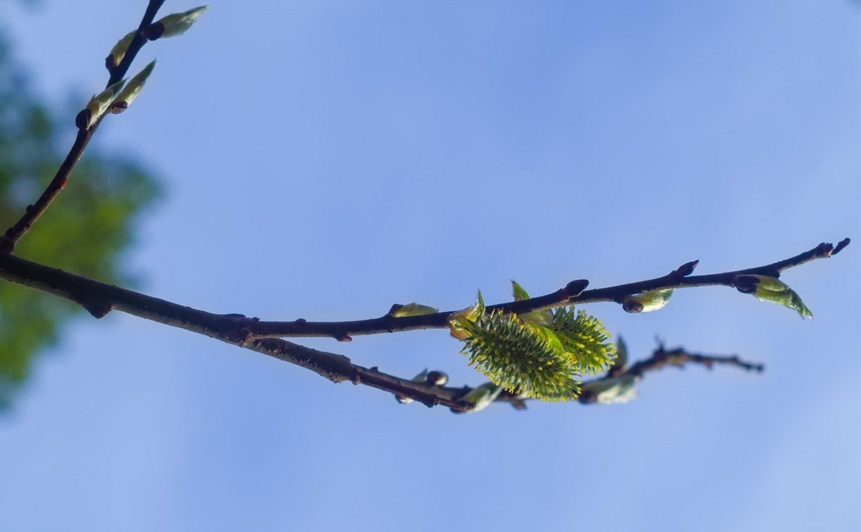 Воздух на юге Сахалина прогреется до +13 градусов в последний день апреля