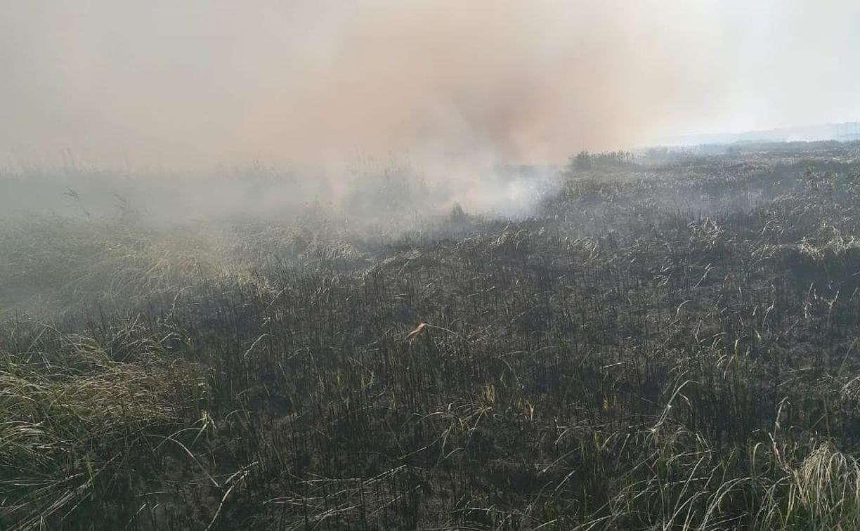 Опубликованы кадры с места тушения пожара на берегу моря в Анивском районе