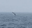 Прыжок с переворотом: кит позировал сахалинцам по дороге к Симуширу