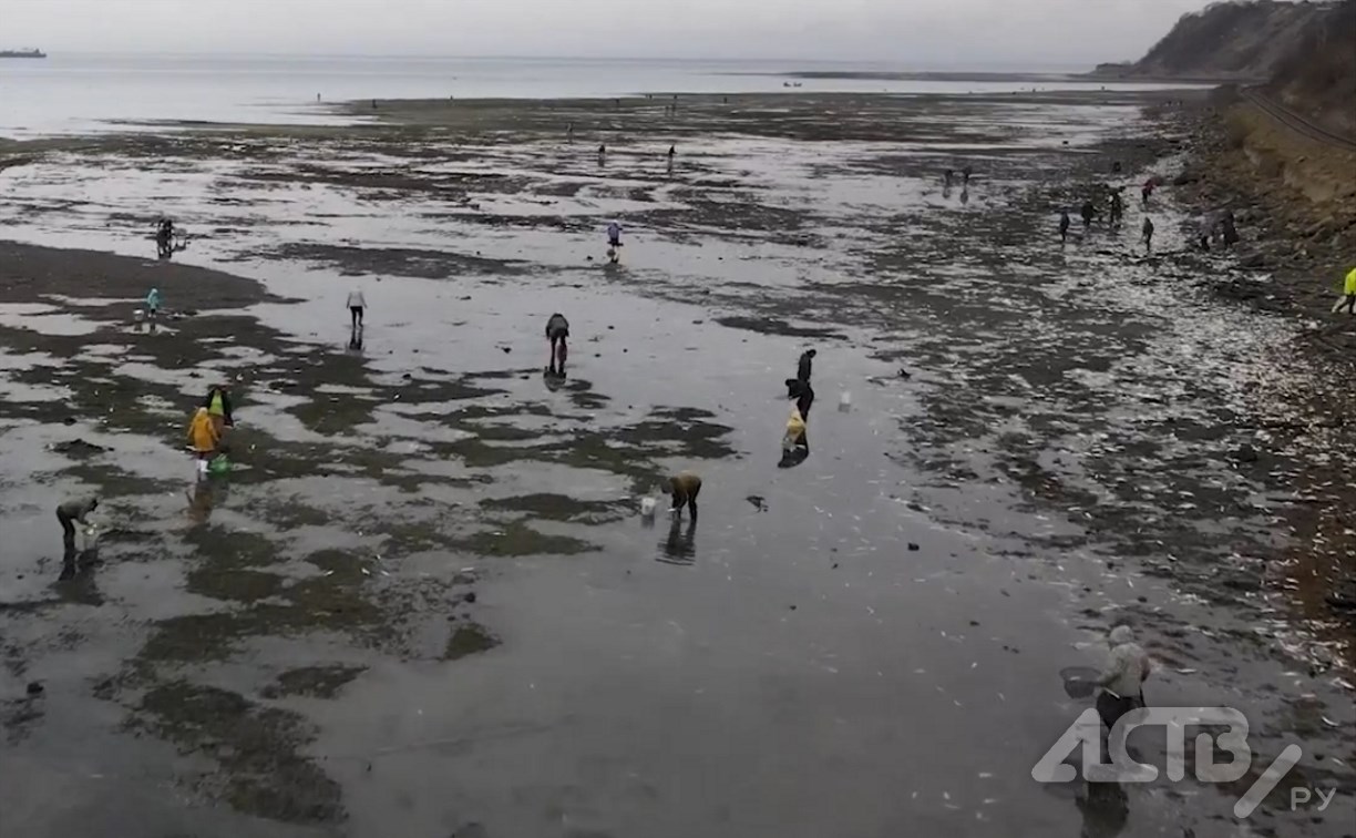 Гребут руками у берега: нерест селедки в этом году начался раньше обычного