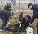 В память о Великой Победе в Курильске высадили деревья сакуры 