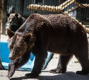 Медведи в сахалинском зоопарке почувствовали приближение весны