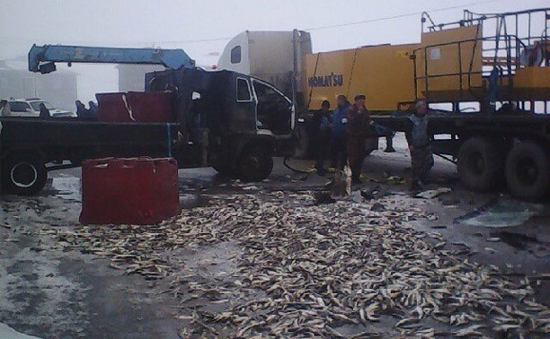 Несколько тонн рыбы затруднили движение по автодороге Южно-Сахалинск – Оха