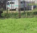 Медвежонок пришёл на территорию СИЗО на Сахалине