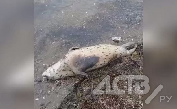 Мёртвое морское животное выбросило на побережье Сахалина