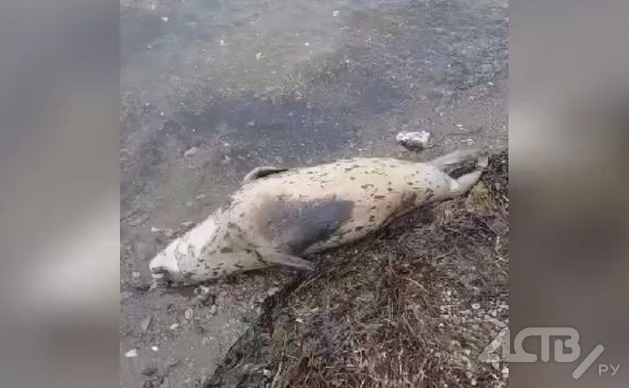 Мёртвое морское животное выбросило на побережье Сахалина