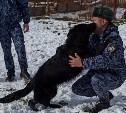 Служебные собаки из Хабаровского края будут обеспечивать правопорядок на Сахалине