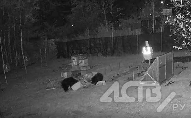 "Сожрали приваду и ушли": жители Второй Пади отчаянно молят защитить их от медведей