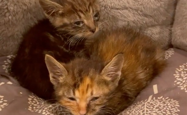 В сахалинский приют для животных подкинули двоих крошечных котят