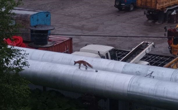 В Южно-Сахалинске на улице Украинской горожане встретили лису