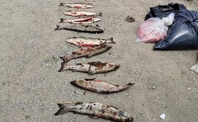 Общество