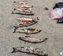 Изъяли 38 сетей, 43 кг рыбы и почти 7 кг икры -  итоги работы рыбоохраны на Сахалине за неделю