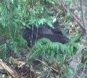 Пропавшего в лесу в Анивском районе рыбака задрал медведь