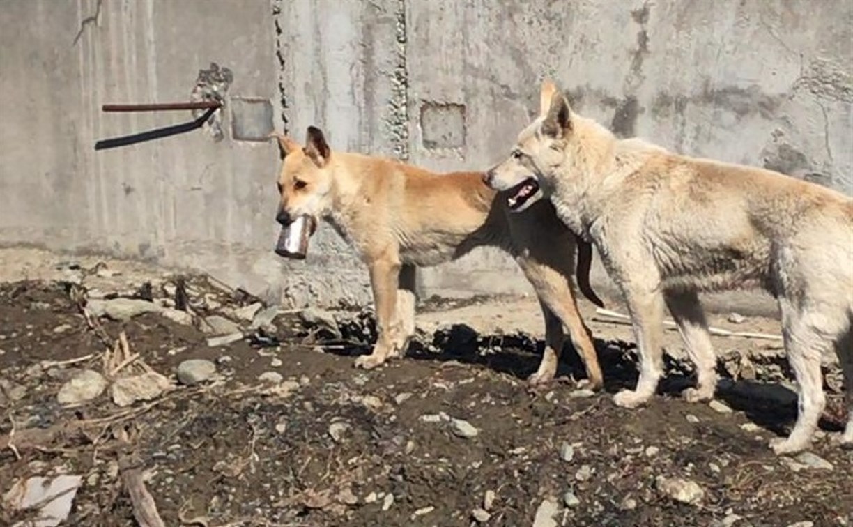 Три дня собака в Ново-Александровске бегает с застрявшим в банке языком