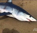 "Я никогда не привыкну к таким новостям": депутат Госдумы РФ намерен найти убийц акулы на Сахалине