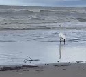 "Не может взлететь": сахалинцы обнаружили на морском побережье одинокого лебедя