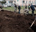 Более 500 новых деревьев высажено в Южно-Сахалинске