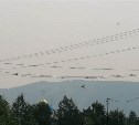 В Южно-Сахалинске ожидают сильный смог