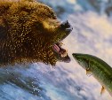 Как и где можно ловить горбушу на Сахалине: памятка для рыбаков