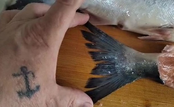"Горбуша пошла?": в соцсети обсуждают видео сахалинского рыбака