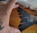 "Горбуша пошла?": в соцсети обсуждают видео сахалинского рыбака