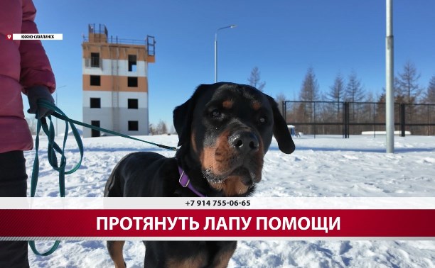 Сахалинские спасатели объяснили, как научить собаку искать человека