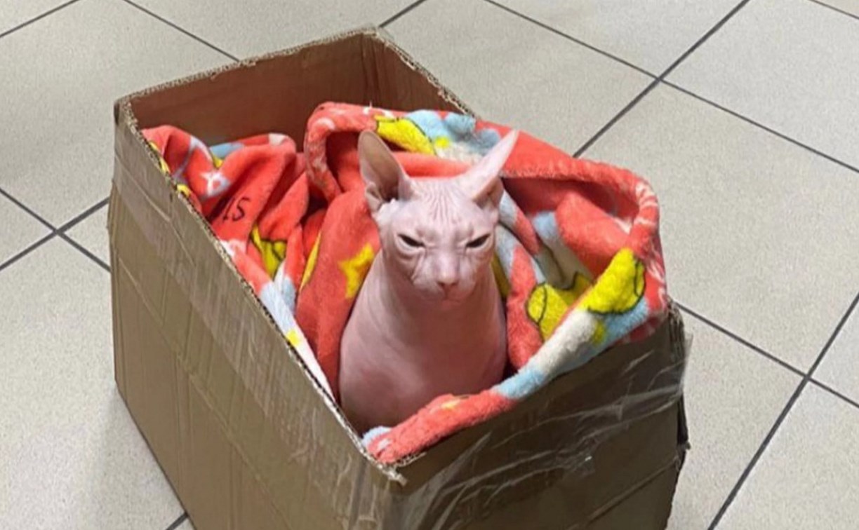 "Кто-нибудь заберет": женщина оставила кошку-сфинкса у мусорного бака в аэропорту
