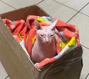 "Кто-нибудь заберет": женщина оставила кошку-сфинкса у мусорного бака в аэропорту