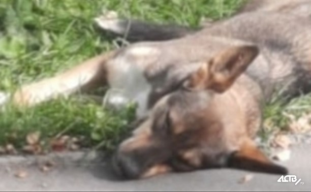 Южносахалинка: "Коммунальщики обрекли собак на холодную смерть"