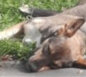 Южносахалинка: "Коммунальщики обрекли собак на холодную смерть"
