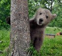 Медведя, который любит сливы, пытаются выследить сахалинские охотоведы