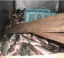 Браконьеры на Сахалине выловили за два дня полтонны лосося (ФОТО)