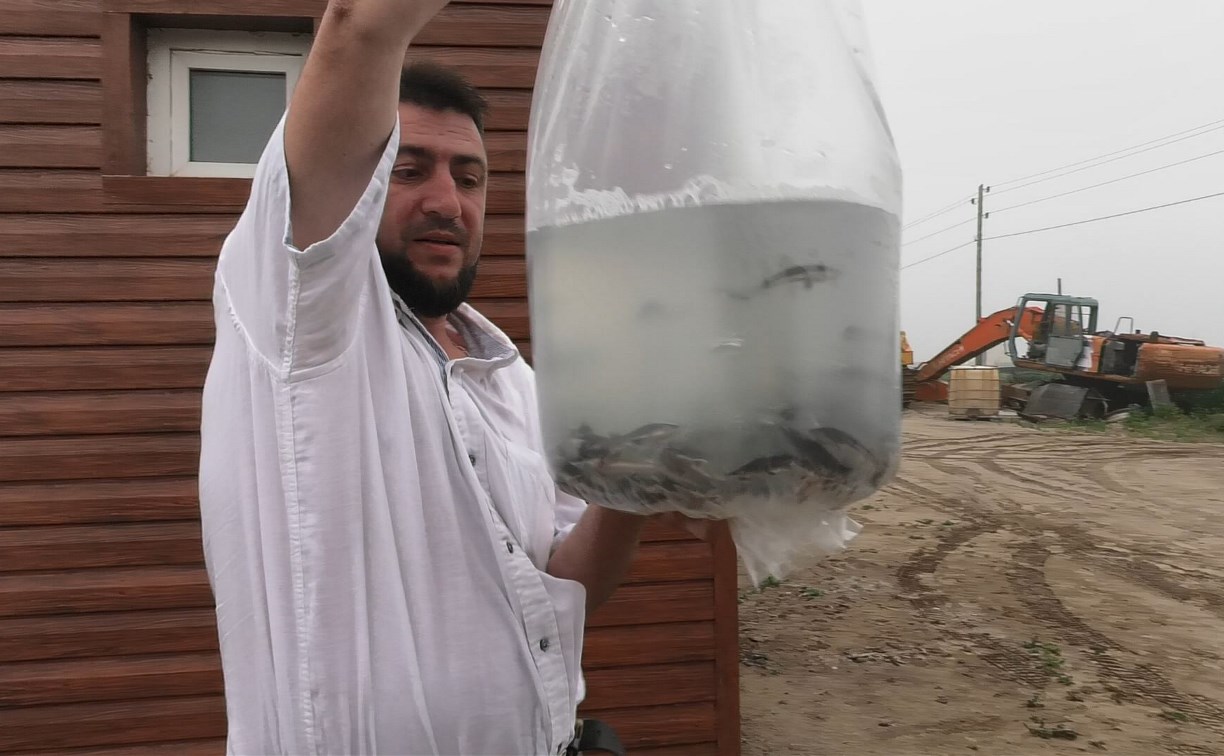 Царская рыба: на Сахалине будут выращивать стерлядь